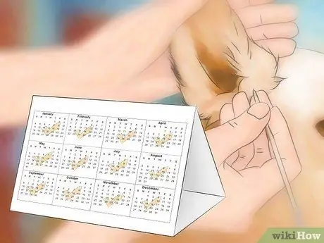 Предотвращение появления ушных клещей, шаг 1