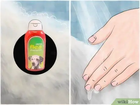 Предотвратить собачьих ушных клещей Шаг 12