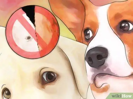 Предотвращение появления ушных клещей, шаг 2