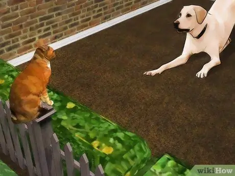 Предотвратить появление ушных клещей, шаг 4