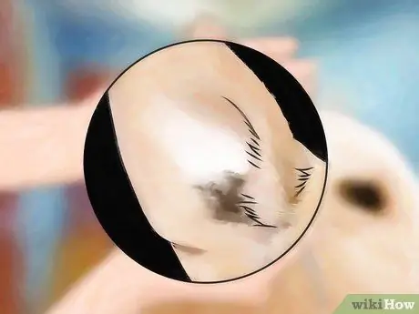 Предотвращение появления ушных клещей, шаг 5