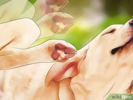 Предотвращение появления ушных клещей, шаг 6