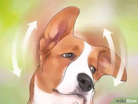 Предотвратить появление ушных клещей, шаг 7