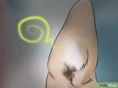 Предотвратить собачьих ушных клещей Шаг 8