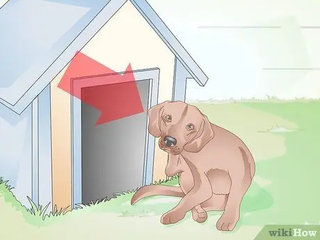 Определение собачьих ушных клещей Шаг 1