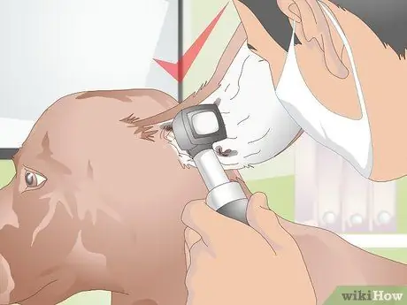 Определите собачьих ушных клещей Шаг 11