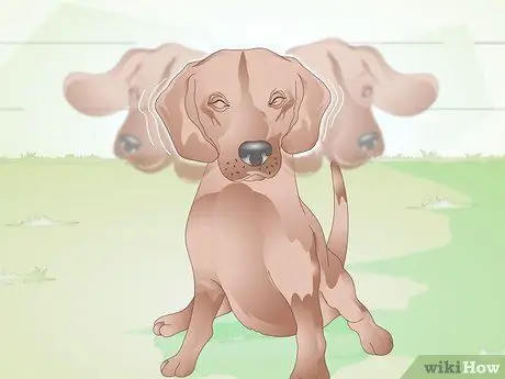 Определение собачьих ушных клещей Шаг 2