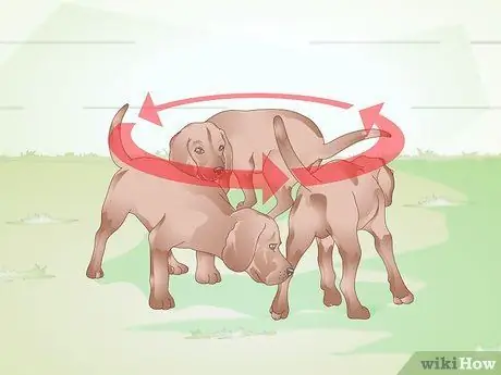 Определите собачьих ушных клещей Шаг 3