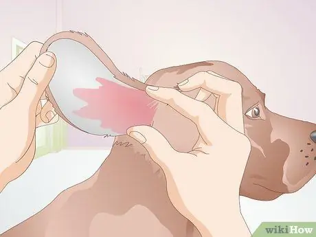 Определите собачьих ушных клещей Шаг 4