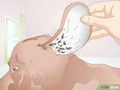 Определите собачьих ушных клещей Шаг 5