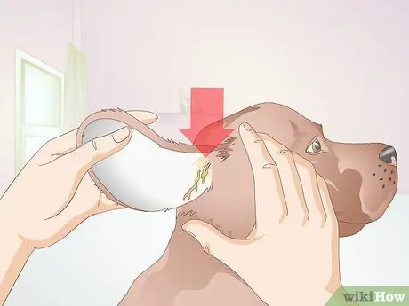 Определение собачьих ушных клещей Шаг 7