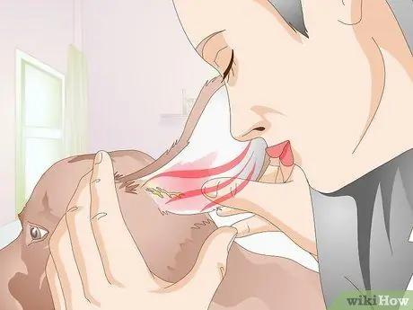 Определение собачьих ушных клещей Шаг 8