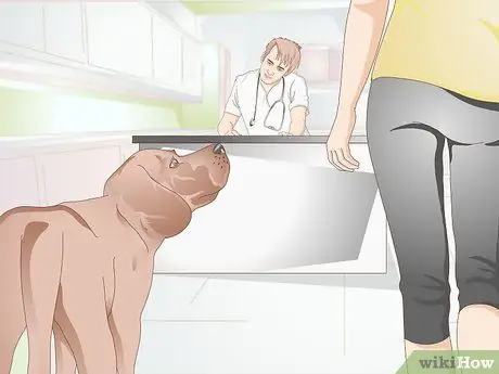 Определите собачьих ушных клещей Шаг 9