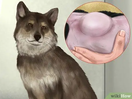 Диагностика кожных новообразований у собак Шаг 1