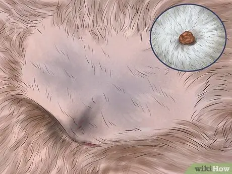 Диагностика кожных новообразований у собак Шаг 3