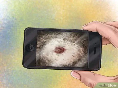 Диагностика кожных новообразований у собак Шаг 5