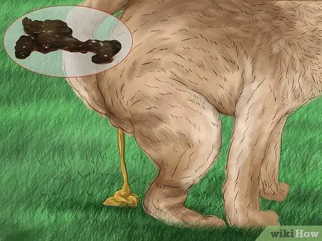 Диагностика кожных новообразований у собак Шаг 7