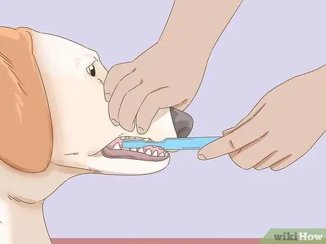 Лечить прыщи у собак Шаг 10