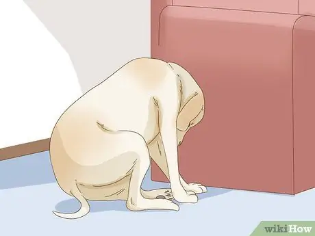 Лечить прыщи у собак Шаг 12