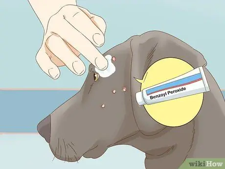 Лечить прыщи у собак, шаг 2