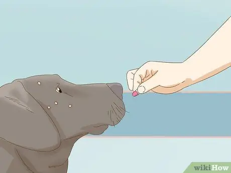 Лечить прыщи у собак, шаг 3