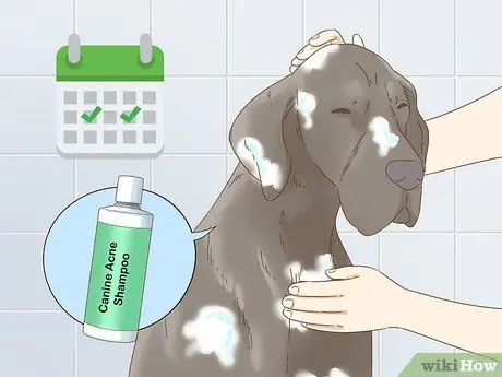 Лечить прыщи у собак, шаг 4