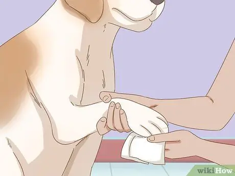 Лечить прыщи у собак Шаг 6