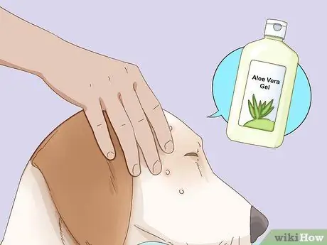 Лечить прыщи у собак Шаг 8