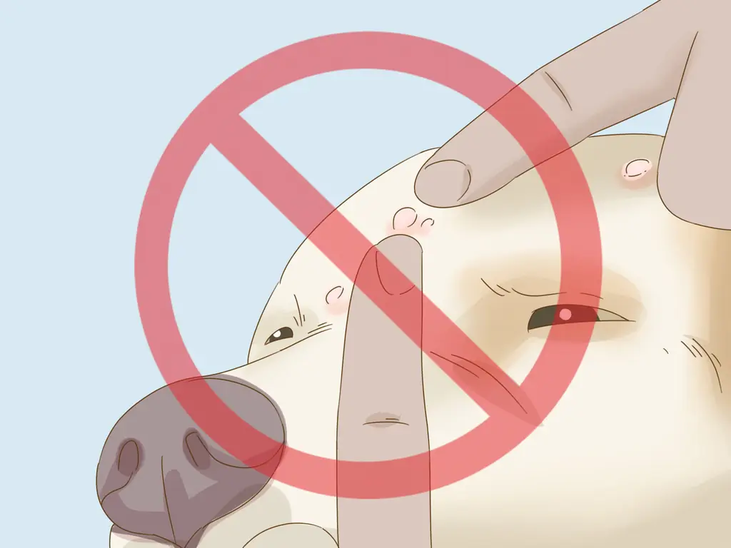 3 способа лечения прыщей у собак