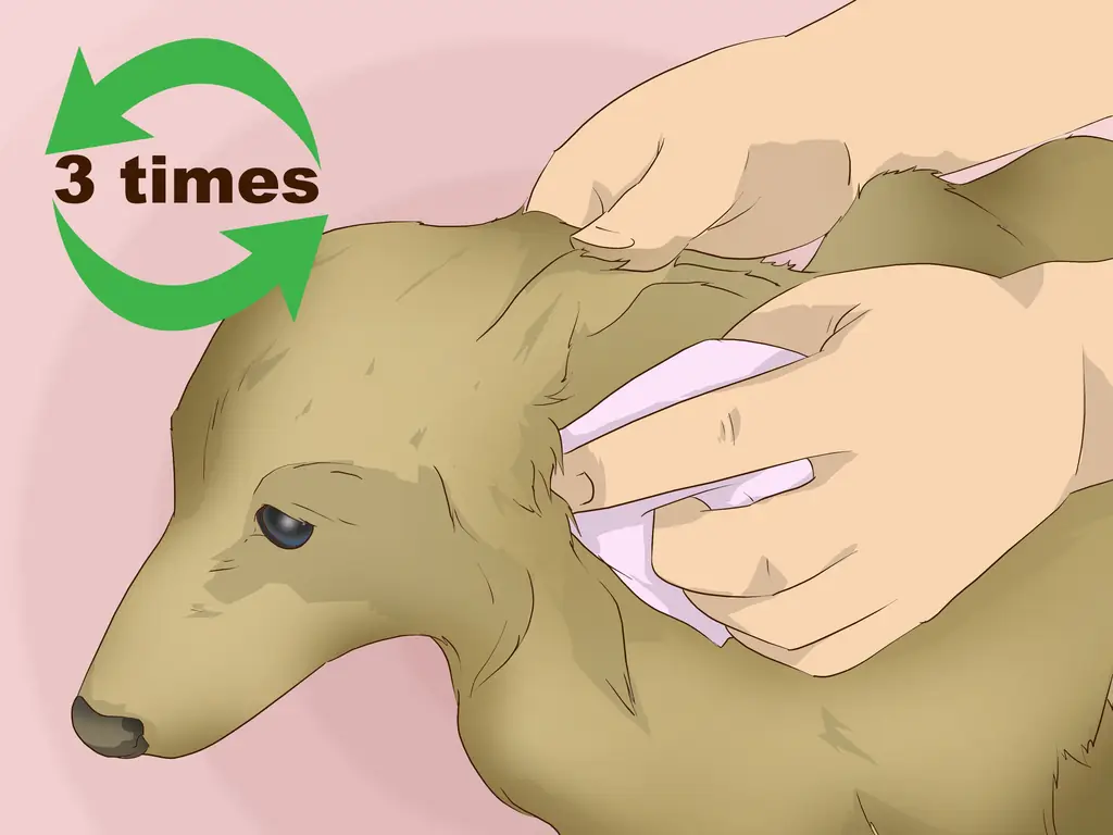 Как приготовить овсяную ванну для собаки: 12 шагов (с иллюстрациями)