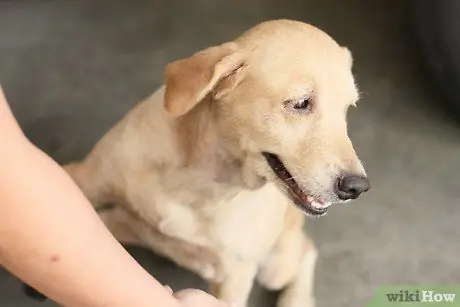 Устранение сухости кожи у собак Шаг 1