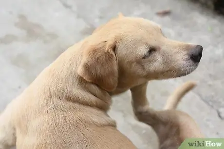 Устранение сухости кожи у собак Шаг 3