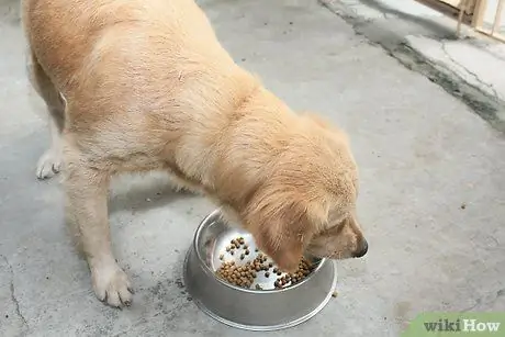 Устранение сухости кожи у собак Шаг 4