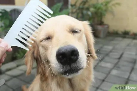 Устранение сухости кожи у собак Шаг 6