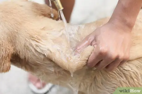 Устранение сухости кожи у собак Шаг 7