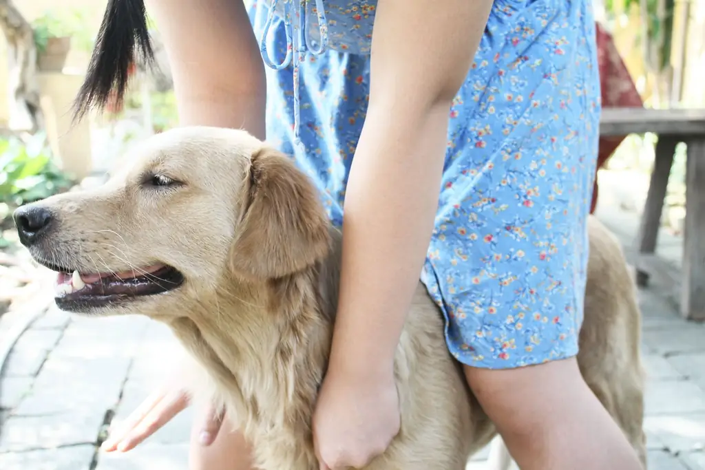 Как уменьшить сухость кожи у собак: 9 шагов (с иллюстрациями)