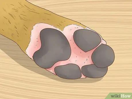 Лечить аллергический дерматит у собак Шаг 1