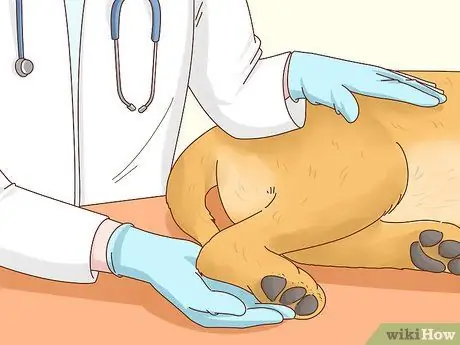 Лечить аллергический дерматит у собак Шаг 2