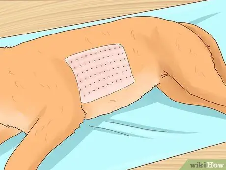 Лечить аллергический дерматит у собак Шаг 4