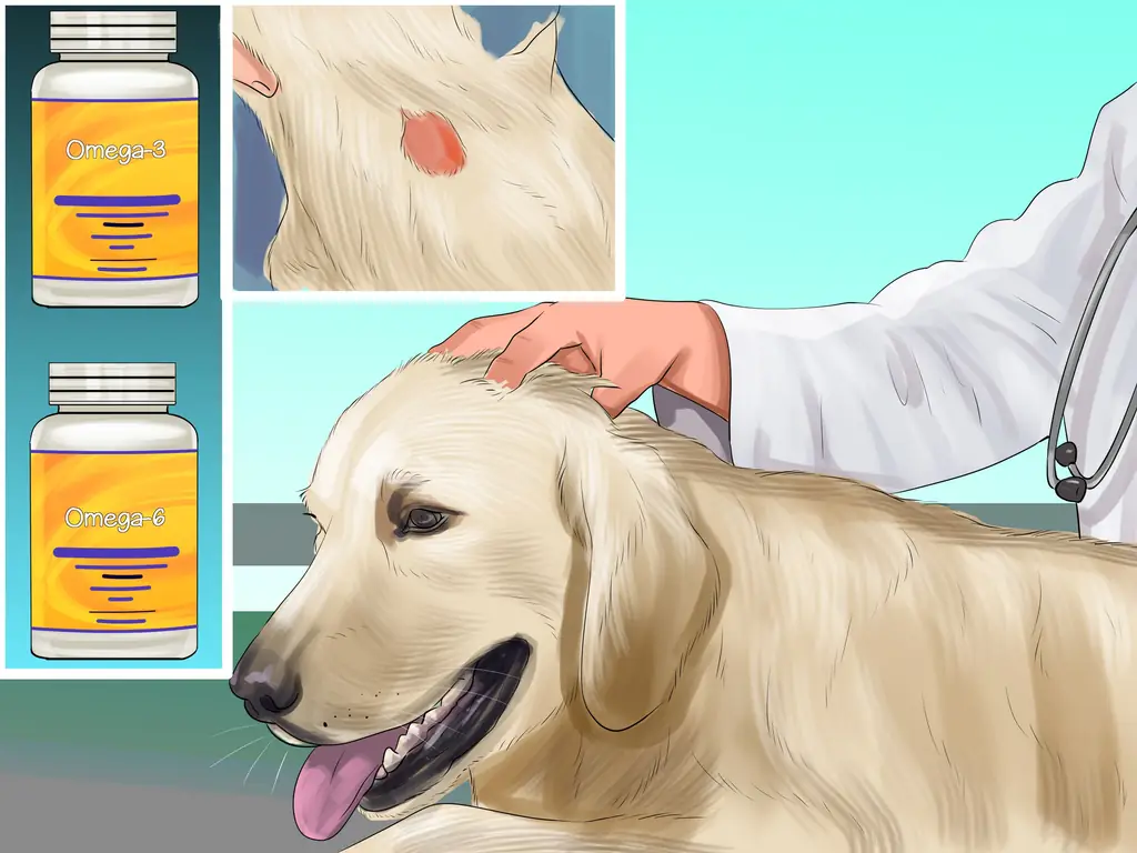 4 способа помочь зудящей собаке