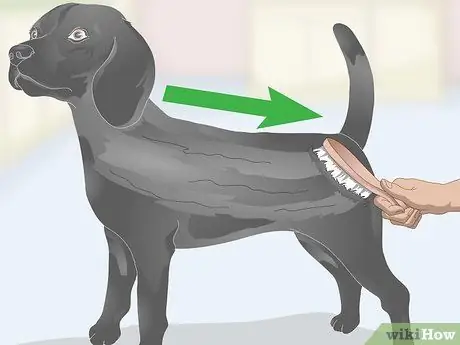 Избавьтесь от перхоти на вашей собаке Шаг 1