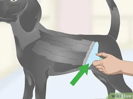 Избавьтесь от перхоти на вашей собаке Шаг 2