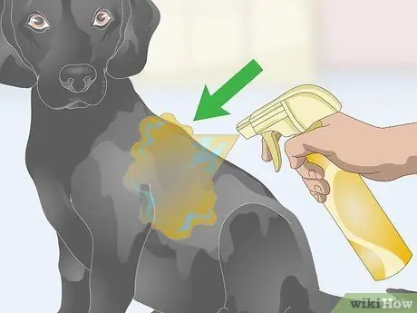 Избавьтесь от перхоти на вашей собаке Шаг 5