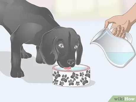 Избавьтесь от перхоти на вашей собаке Шаг 8