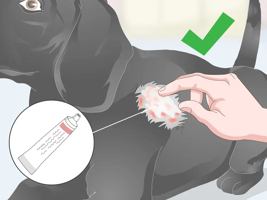 3 способа избавиться от перхоти у собаки