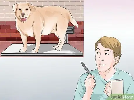 Диагностика ожирения у лабрадоров-ретриверов Шаг 12