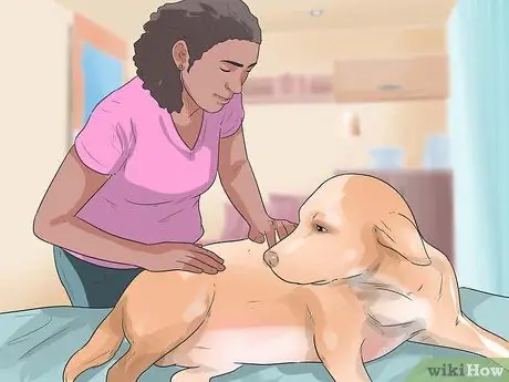 Диагностика ожирения у лабрадоров-ретриверов Шаг 2