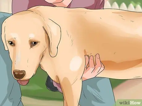 Диагностика ожирения у лабрадоров-ретриверов Шаг 3