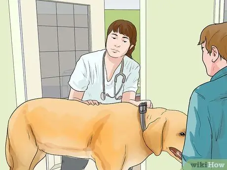 Диагностика ожирения у лабрадоров-ретриверов Шаг 5