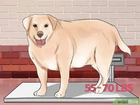 Диагностика ожирения у лабрадоров-ретриверов Шаг 7